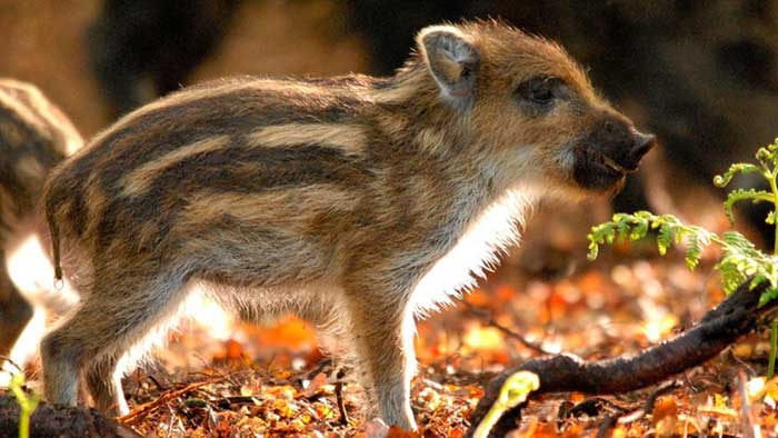 Wildschwein "Das grüne Wunder - Unser Wald"