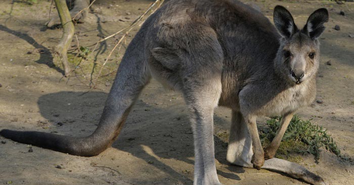 Tagesticket Zoo Krefeld
