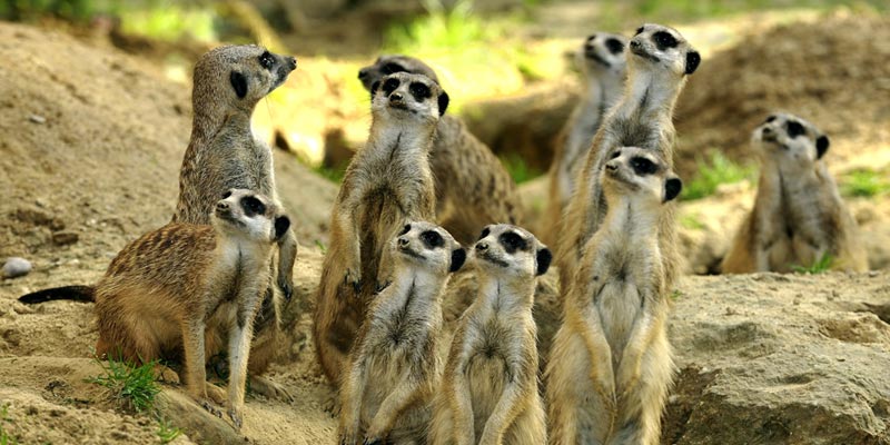 Tagesticket für den Kölner Zoo