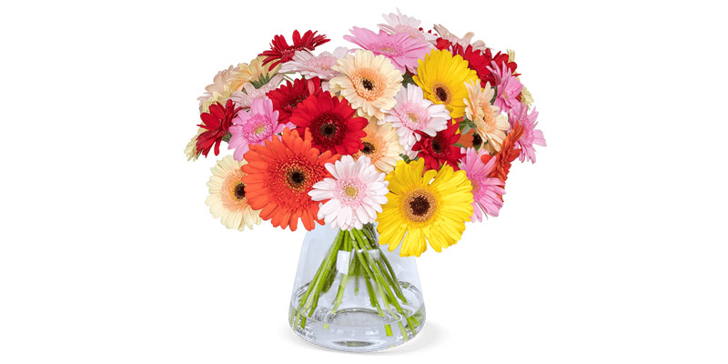 Gerbera Blumen