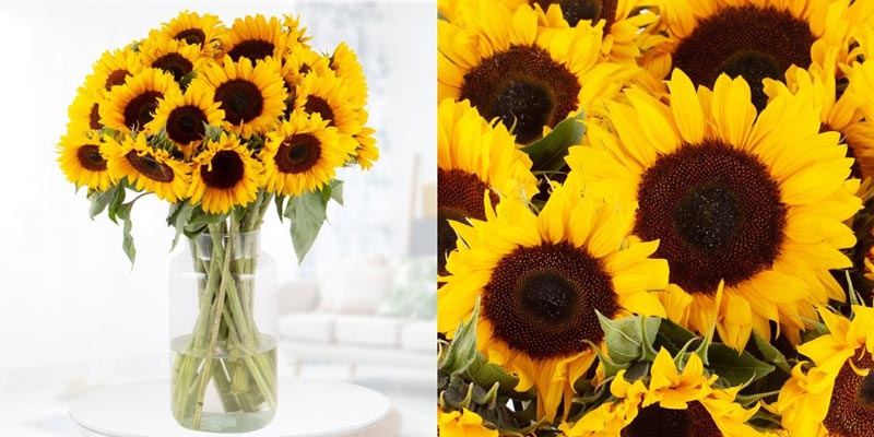 20 Sonnenblumen