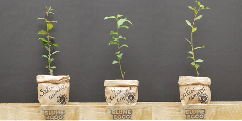 Blume2000 Baumaktion