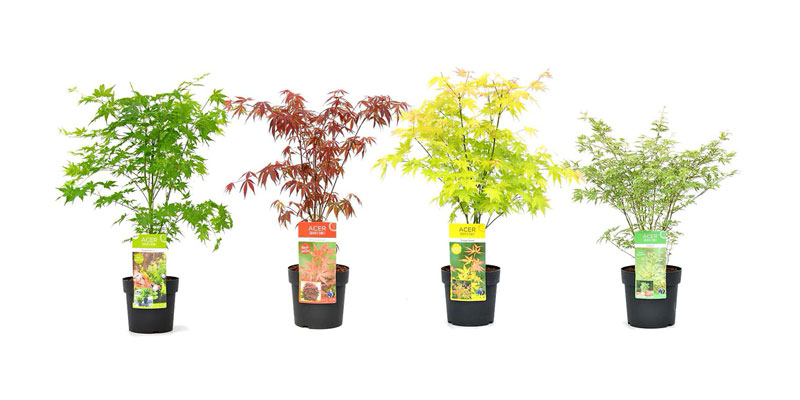 Japanische Ahornbäume