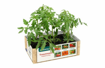 Tomatenpflanzen ALDI