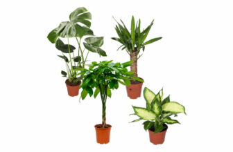 PflanzePlus Pflanzen-Set