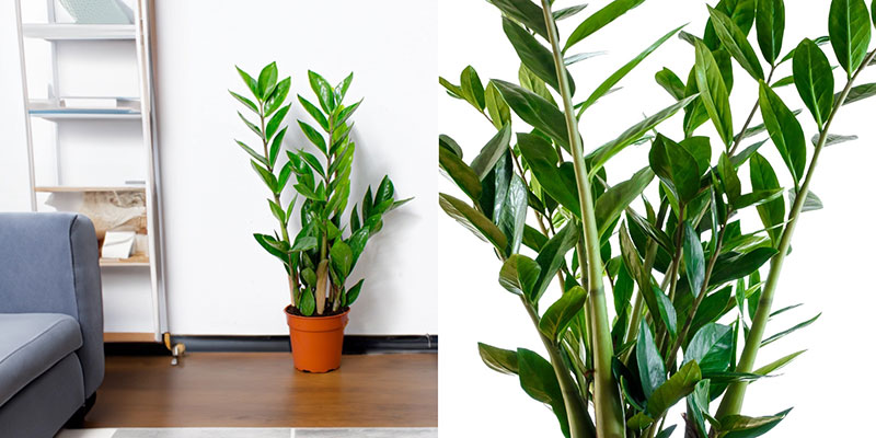 Glücksfeder Zamioculcas Zimmerpflanze