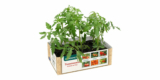 6 Tomatenpflanzen „Alte Sorten“ für 3,49€ bei ALDI [ab heute]