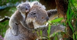 Doku „Australiens Nationalparks“ (5-teilig) kostenlos als Stream in 3sat Mediathek