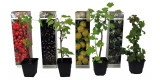 4er-Set Beerenpflanzen (Brombeere, Stachelbeere, Rote & Schwarze Johannisbeere) für 21,58€