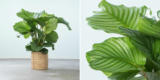 Calathea Orbifolia Zimmerpflanze für 24,98€ bei Pflanze2000