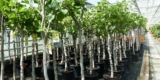 Feigenbaum Ficus Carica 150-180 cm (winterhart) für 53,99€