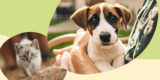 Fressnapf Club: Kostenloses Willkommensgeschenk für Katzen und Hunde