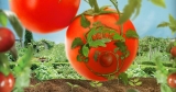 Kostenlose Heinz Ketchup Tomatensamen – Grow Your Own Kampagne
