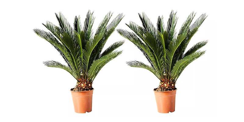 2x Japanischer Palmfarn (Cyca Revoluta) für 33,24€ inkl. Versand