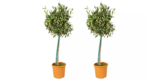2x Olivenbäume XL (Höhe: 80 – 100 cm) für 37,99€ inkl. Versand bei Groupon