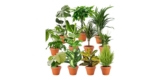 PflanzePlus Pflanzenüberraschung (8 Zimmerpflanzen) für 29,48€