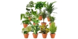 PflanzePlus Überraschungsset mit 7 Pflanzen für 26,98€ inkl. Versand