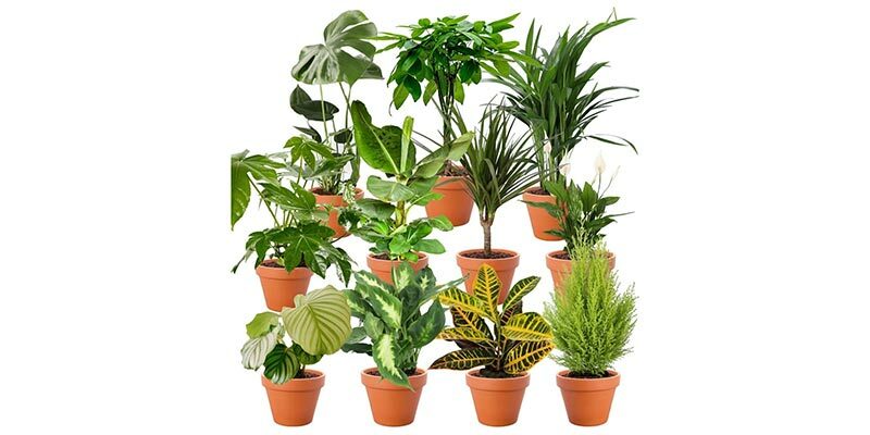 PflanzePlus Überraschungsset mit 7 Pflanzen für 26,98€ inkl. Versand