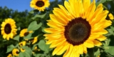 hallo hessen Sonnenblumenaktion: Kostenlose Sonnenblumen-Samen bestellen