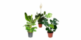 Tropicana Pflanzenset (3er Set) – Monstera, Spathiphyllum und Musa Bananenpflanze für 25,98€ inkl. Versand