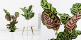 Urban Jungle Duo inkl. Töpfe für 29,90€ – Calathea makoyana & Spathiphyllum