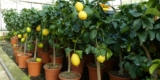 Zitronenbaum 70 – 100cm (Citrus Limon) für 33,33€ inkl. Versand