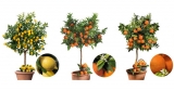 3x Zitrusbäume (Orange, Zitrone & Mandarine) 80 – 100 cm für 60,94€ inkl. Versand