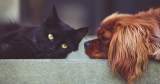 15% Zooplus Gutschein auf Angebote für Hunde & Katzen im WSV